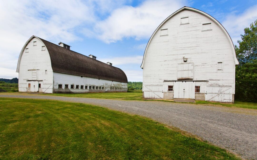 White wooden barns in good condition on a well-maintained farm in Olympia, Washington. Ideal example of long-lasting barns built with traditional craftsmanship and proper upkeep.