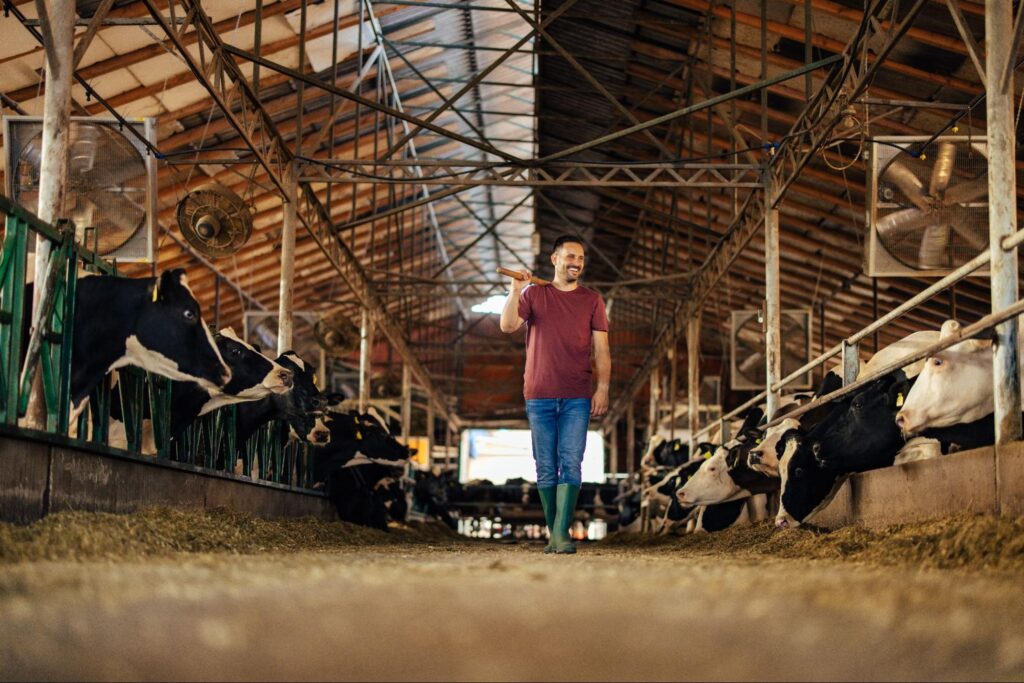 Farmer walking through a livestock barn with dairy cows and ventilation fans supporting airflow.