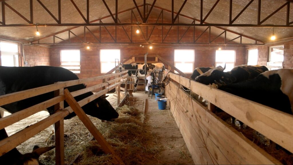 Interior of a livestock barn showing dairy and livestock housing with natural ventilation and feeding stalls.
