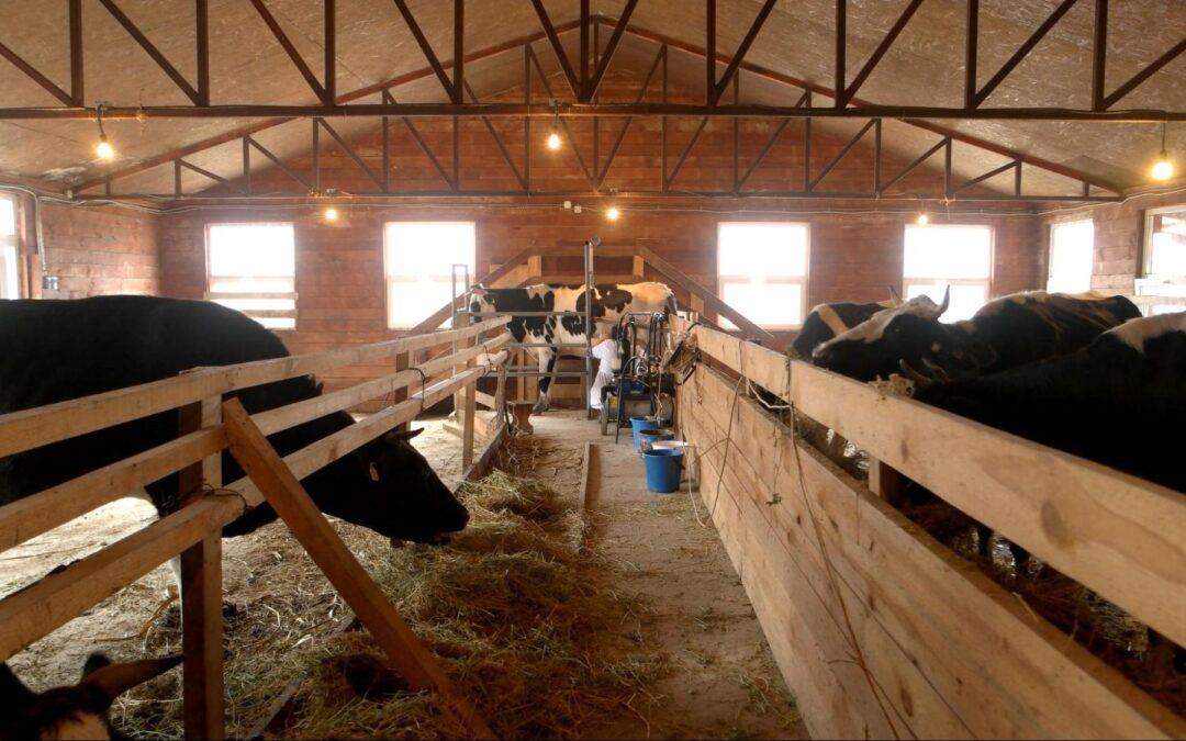 Interior of a livestock barn showing dairy and livestock housing with natural ventilation and feeding stalls.