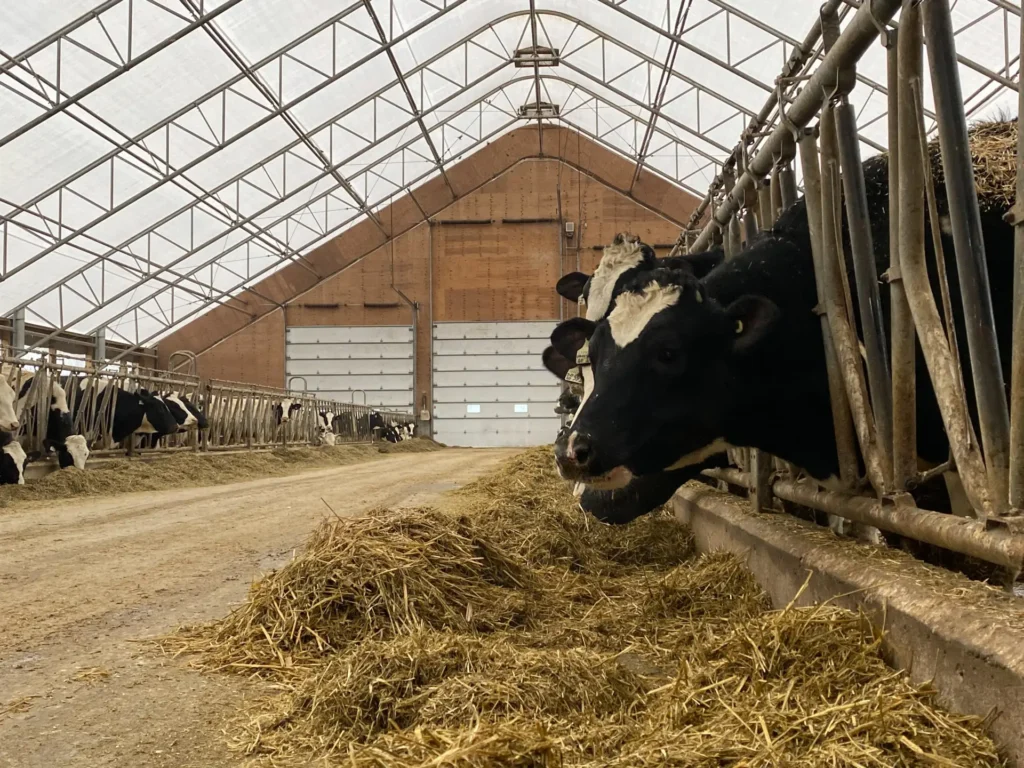 KNJ The Stewart Family Farm 100x198 Epic Dairy Barn Kincardine Peak Builders 065.webp
